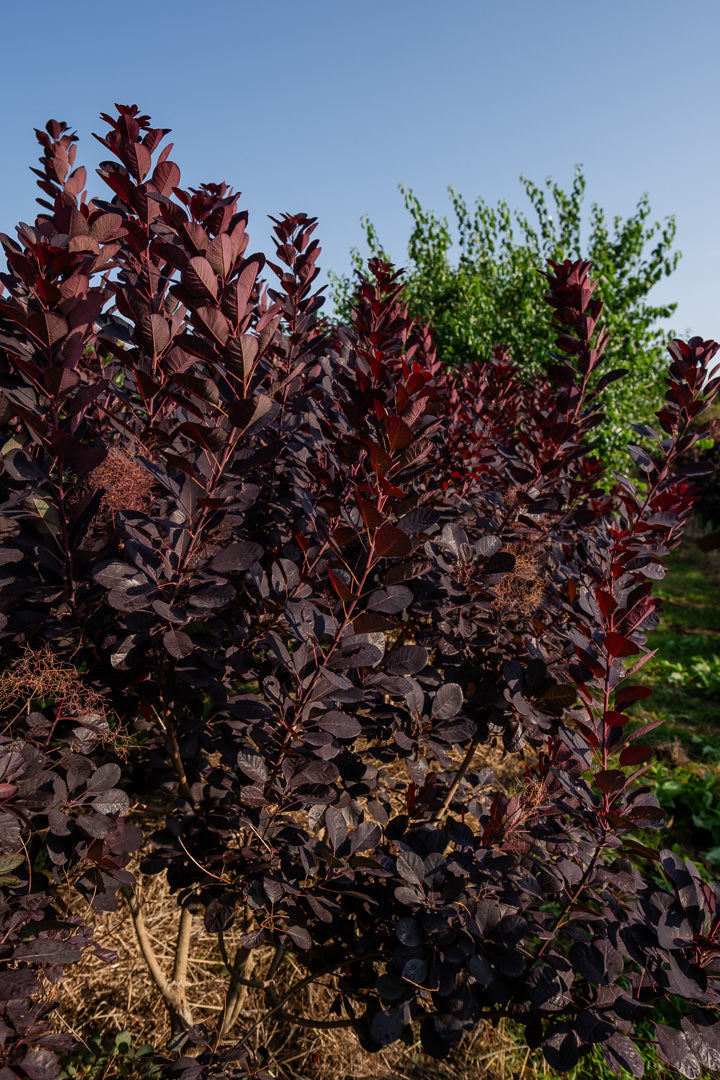 Cotinus coggygria ‘Royal purple’ NWT Products 25 26 0008