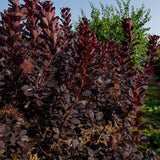 Cotinus coggygria ‘Royal purple’ NWT Products 25 26 0008