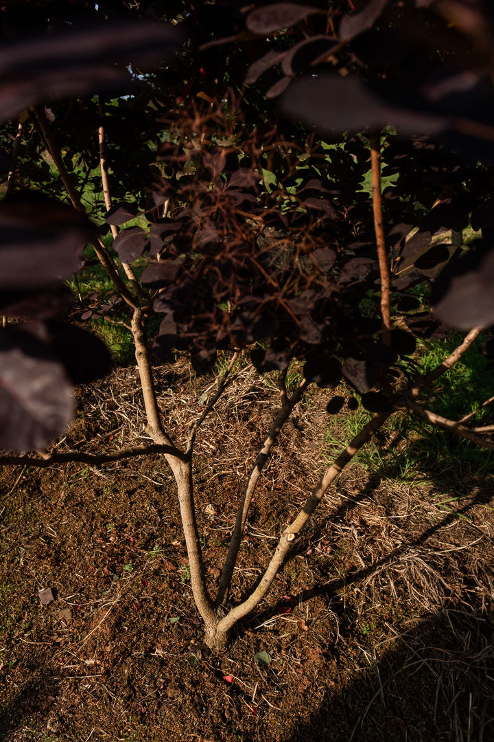 Cotinus coggygria ‘Royal purple’ NWT Products 25 26 0009