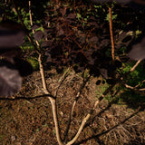 Cotinus coggygria ‘Royal purple’ NWT Products 25 26 0009