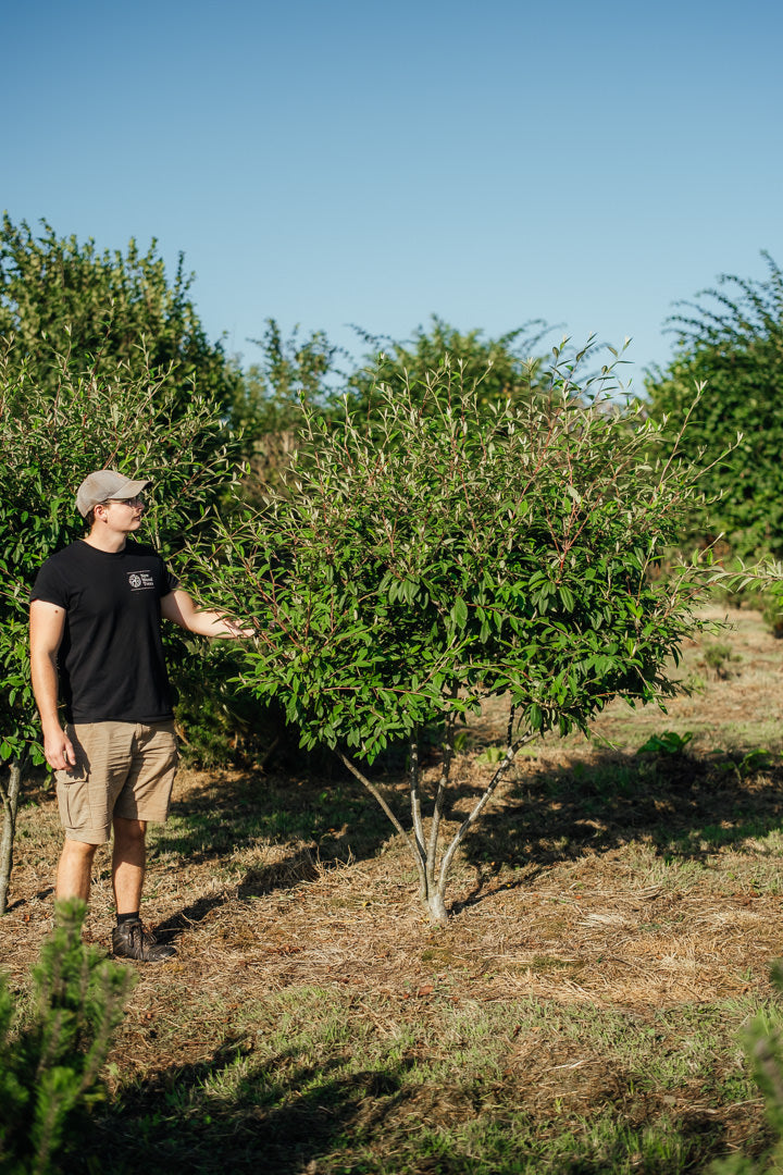 Cotoneaster watereri ‘Cornubia’ NWT Products 25 26 0001