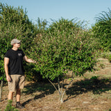 Cotoneaster watereri ‘Cornubia’ NWT Products 25 26 0001