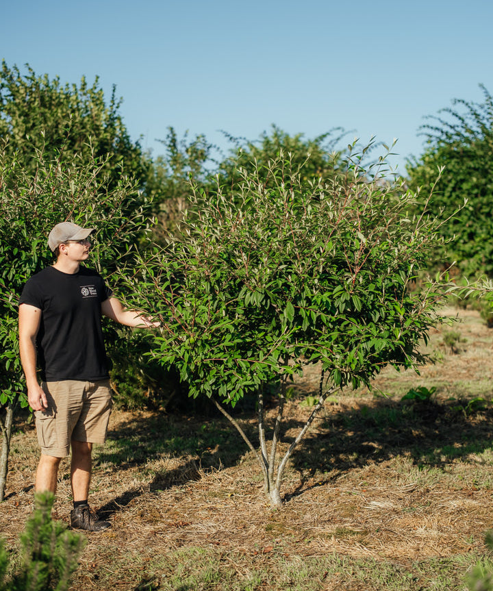 Cotoneaster watereri ‘Cornubia’ NWT Products 25 26 0001