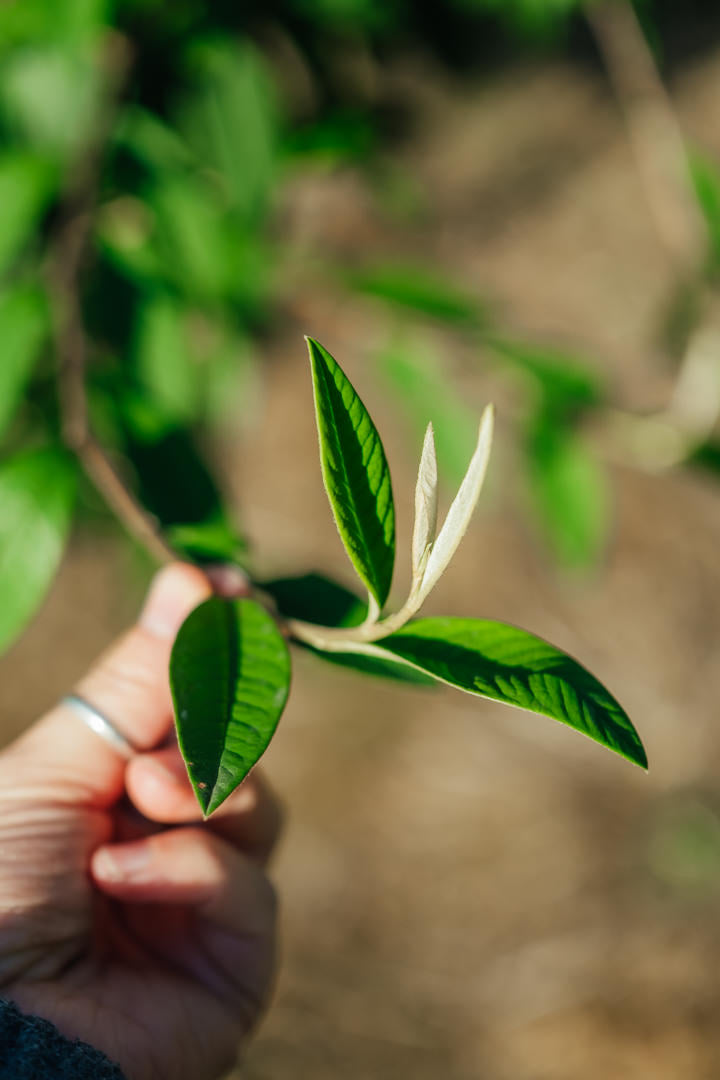 Cotoneaster watereri ‘Cornubia’ NWT Products 25 26 0002