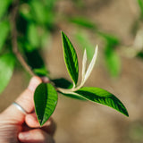 Cotoneaster watereri ‘Cornubia’ NWT Products 25 26 0002