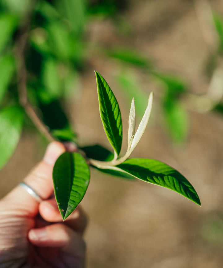Cotoneaster watereri ‘Cornubia’ NWT Products 25 26 0002