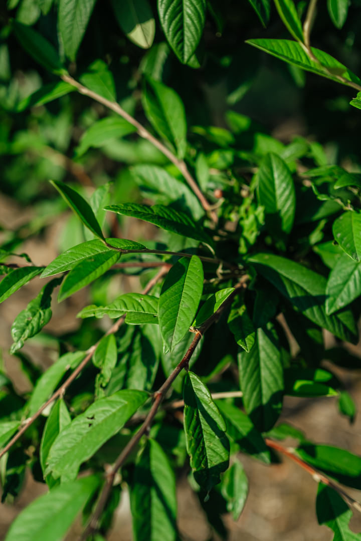 Cotoneaster watereri ‘Cornubia’ NWT Products 25 26 0003