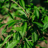 Cotoneaster watereri ‘Cornubia’ NWT Products 25 26 0003