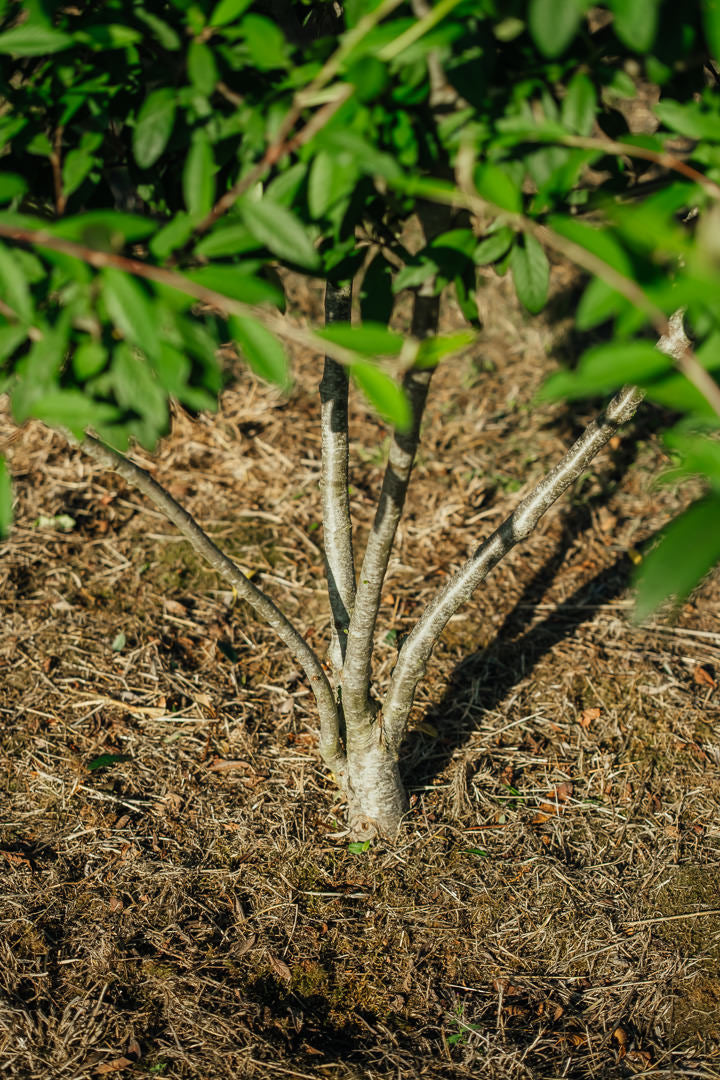 Cotoneaster watereri ‘Cornubia’ NWT Products 25 26 0004