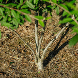 Cotoneaster watereri ‘Cornubia’ NWT Products 25 26 0004