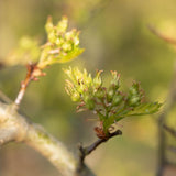 Crat Cocc 1663x1901 1