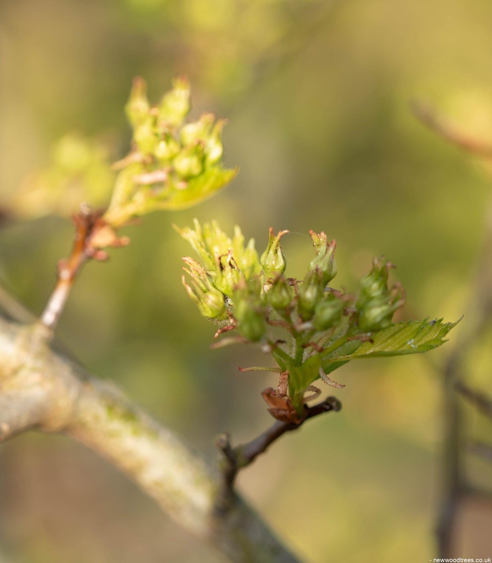 Crat Cocc 1663x1901 1