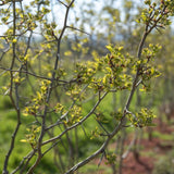 Crat Cocc 2 scaled e1627633541429