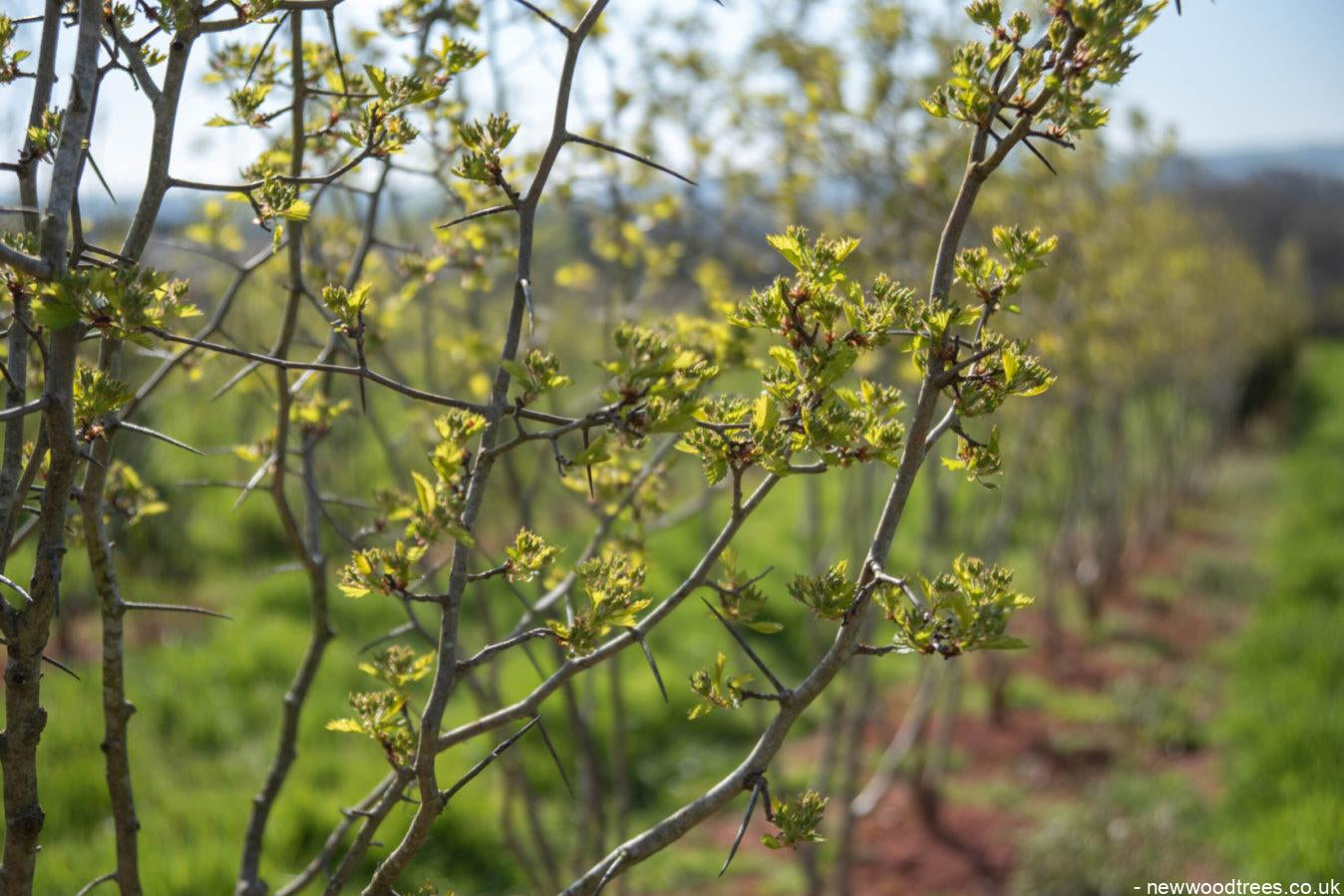 Crat Cocc 2 scaled e1627633541429