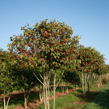 Crat Cocc 4 1663x2491 1