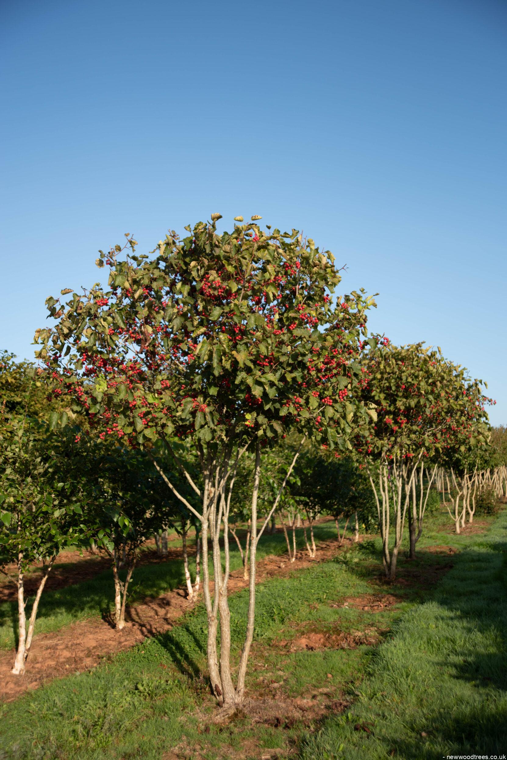 Crat Cocc 4 1663x2491 1