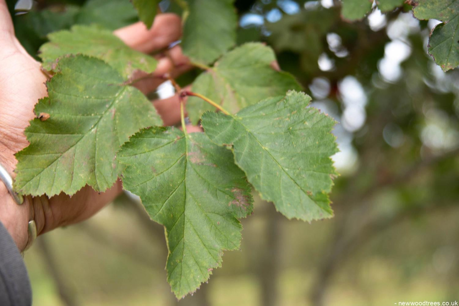 Crataegus coccinea 1500x1001 1