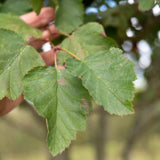 Crataegus coccinea 1500x1001 1