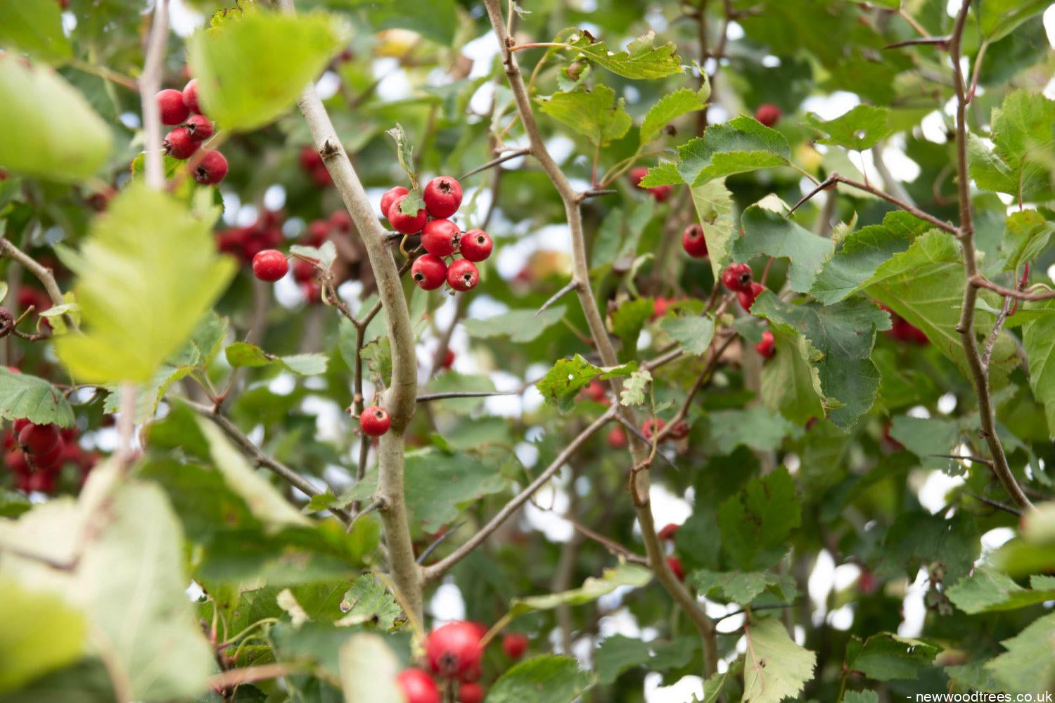 Crataegus coccinea 2 1500x1001 1