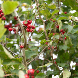 Crataegus coccinea 2 1500x1001 1