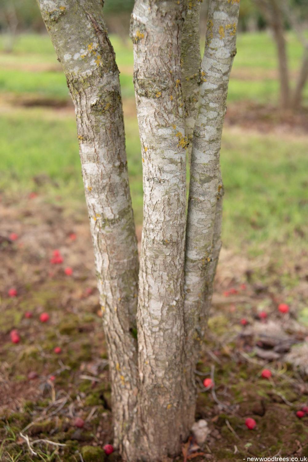Crataegus coccinea 3 1001x1500 1