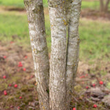 Crataegus coccinea 3 1001x1500 1