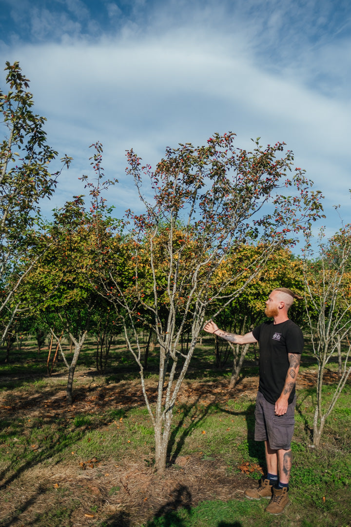 Crataegus coccinea NWT Products 25 26 0002