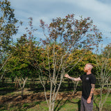 Crataegus coccinea NWT Products 25 26 0002