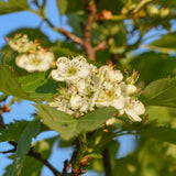 Crataegus coccinea scaled
