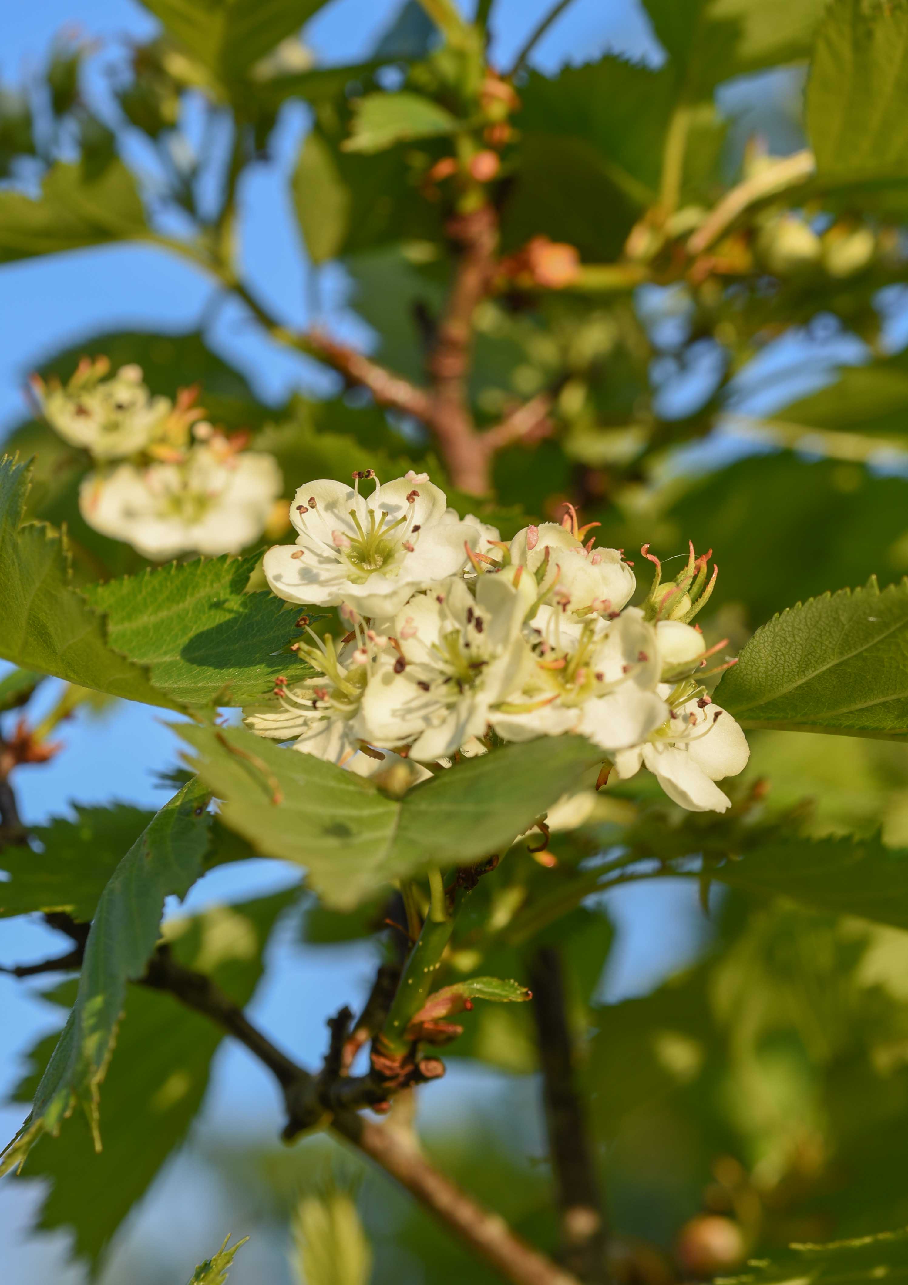 Crataegus coccinea scaled