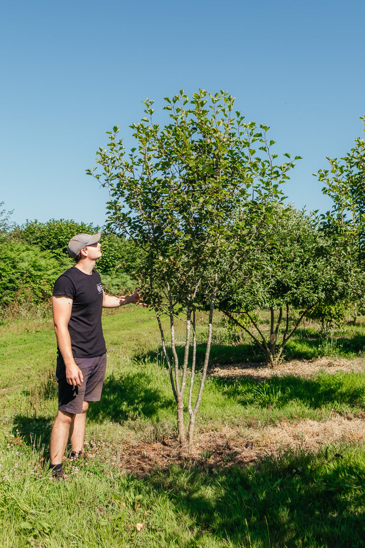 Crataegus coccinea New Wood Trees 25 260003