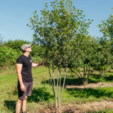 Crataegus coccinea New Wood Trees 25 260003