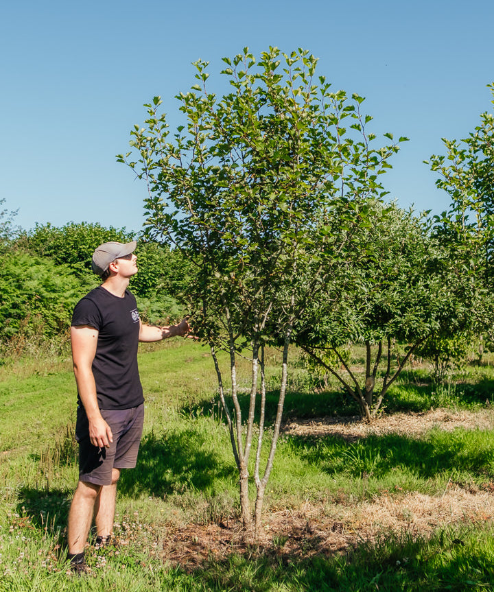 Crataegus coccinea New Wood Trees 25 260003