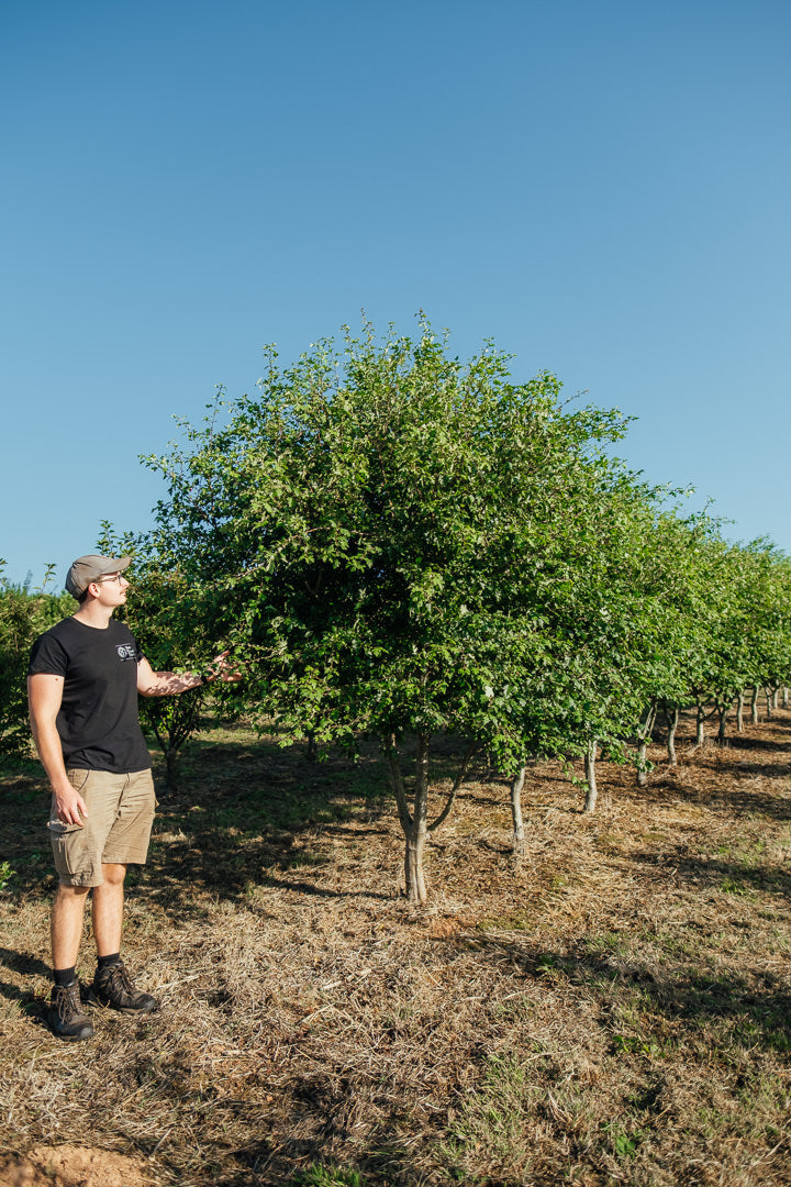 Crataegus laevigata ‘Crimson Cloud’ NWT Products 25 26 0001