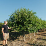 Crataegus laevigata ‘Crimson Cloud’ NWT Products 25 26 0001