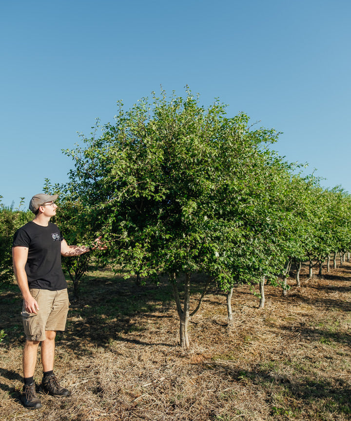 Crataegus laevigata ‘Crimson Cloud’ NWT Products 25 26 0001