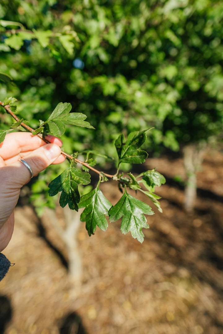 Crataegus laevigata ‘Crimson Cloud’ NWT Products 25 26 0005