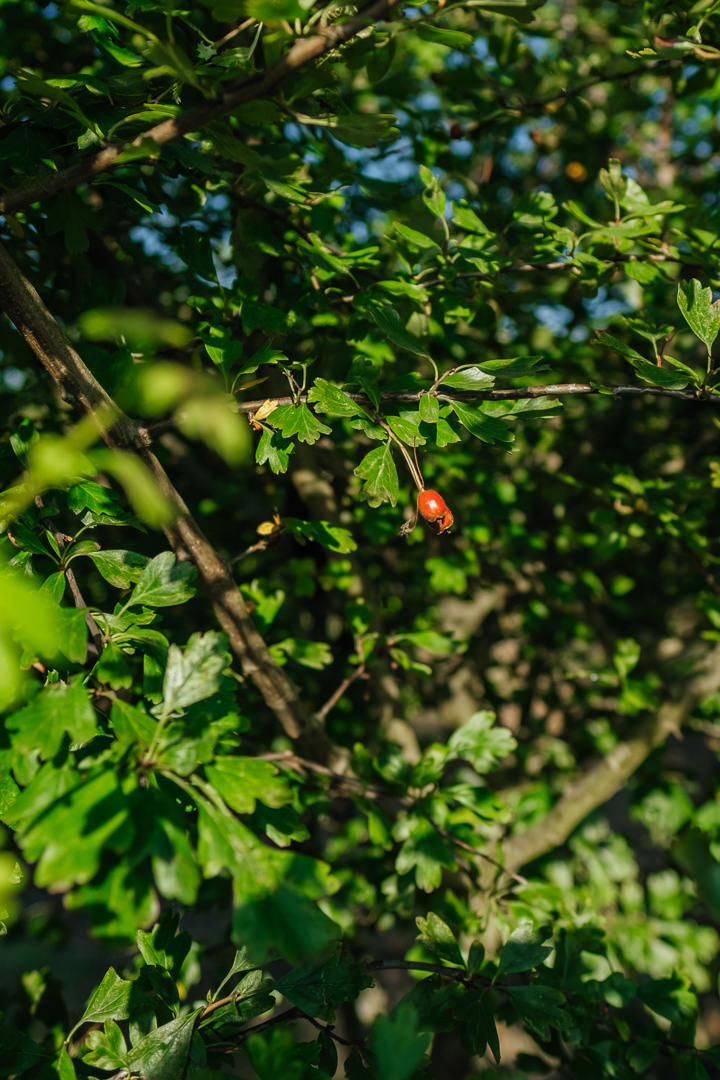 Crataegus laevigata ‘Crimson Cloud’ NWT Products 25 26 0006
