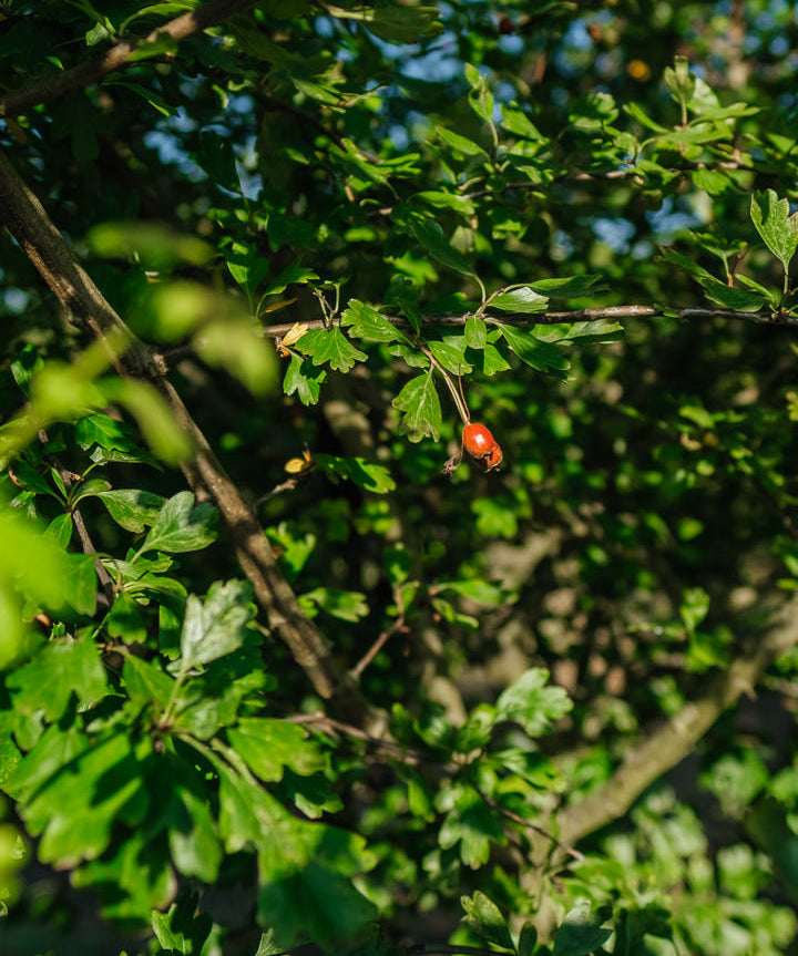 Crataegus laevigata ‘Crimson Cloud’ NWT Products 25 26 0006