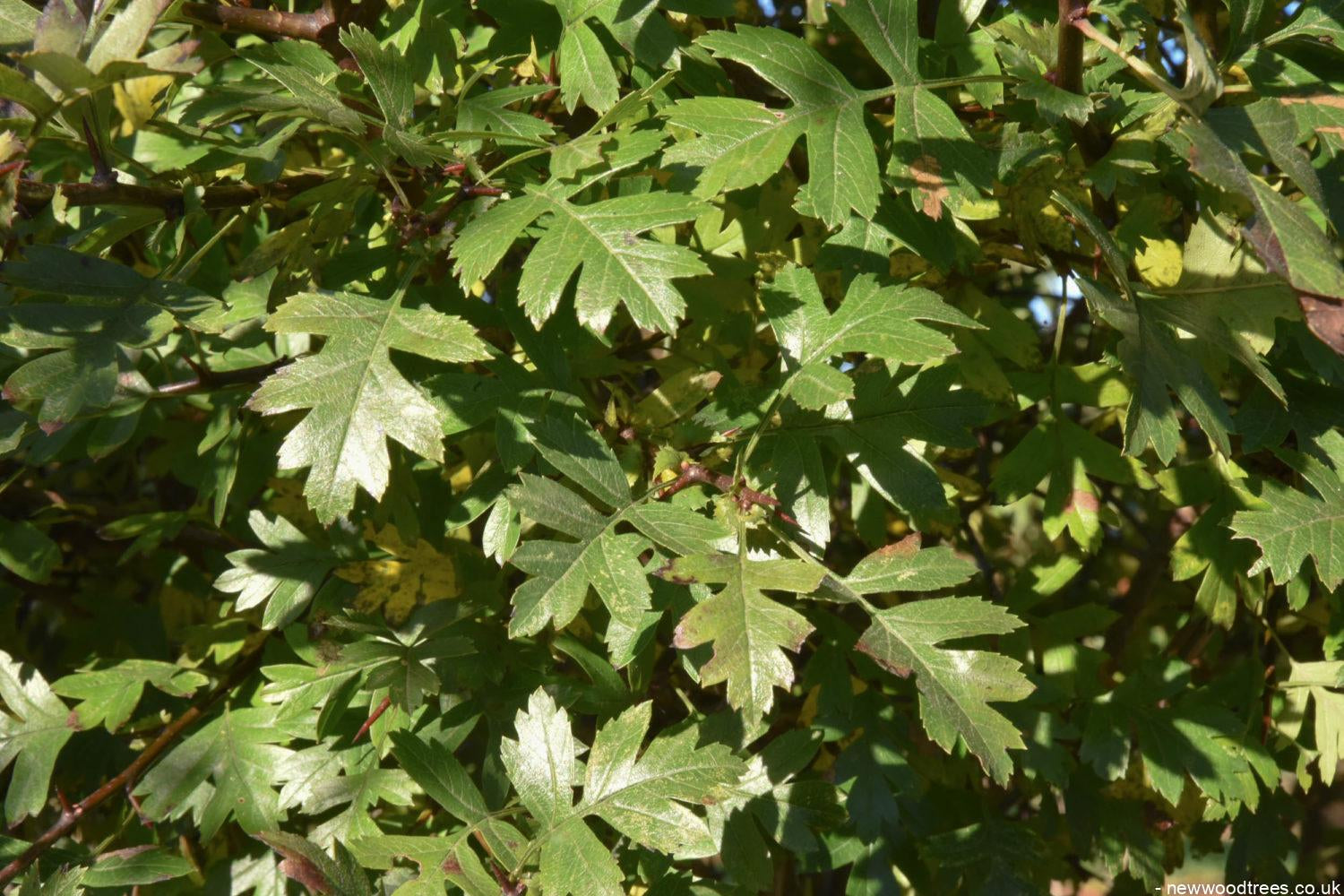 Crataegus monogyna 2 1500x1001 1