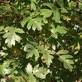 Crataegus monogyna 2 1500x1001 1