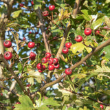Crataegus monogyna 3 1500x986 1