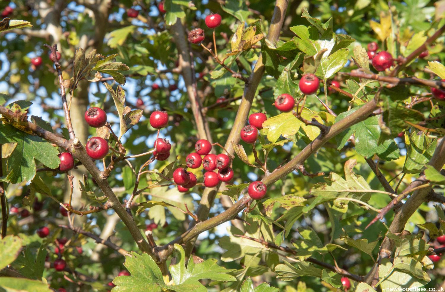 Crataegus monogyna 3 1500x986 1