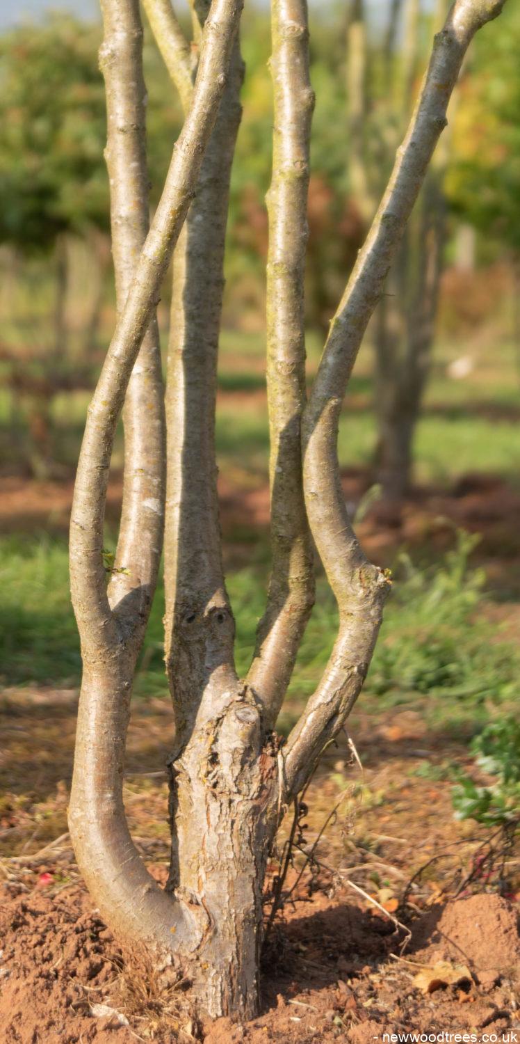 Crataegus monogyna 5 748x1500 1