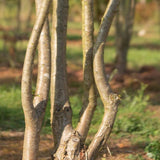 Crataegus monogyna 5 748x1500 1