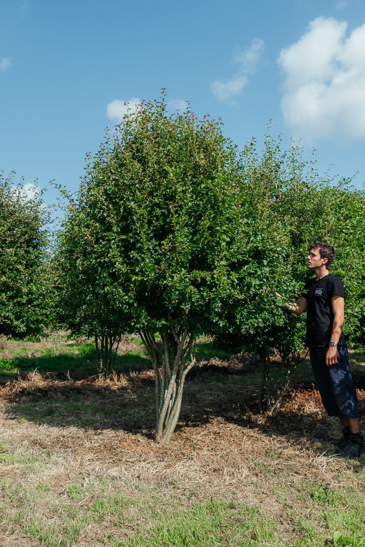 Crataegus monogyna NWT products 25 26 2