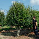 Crataegus monogyna NWT products 25 26 2