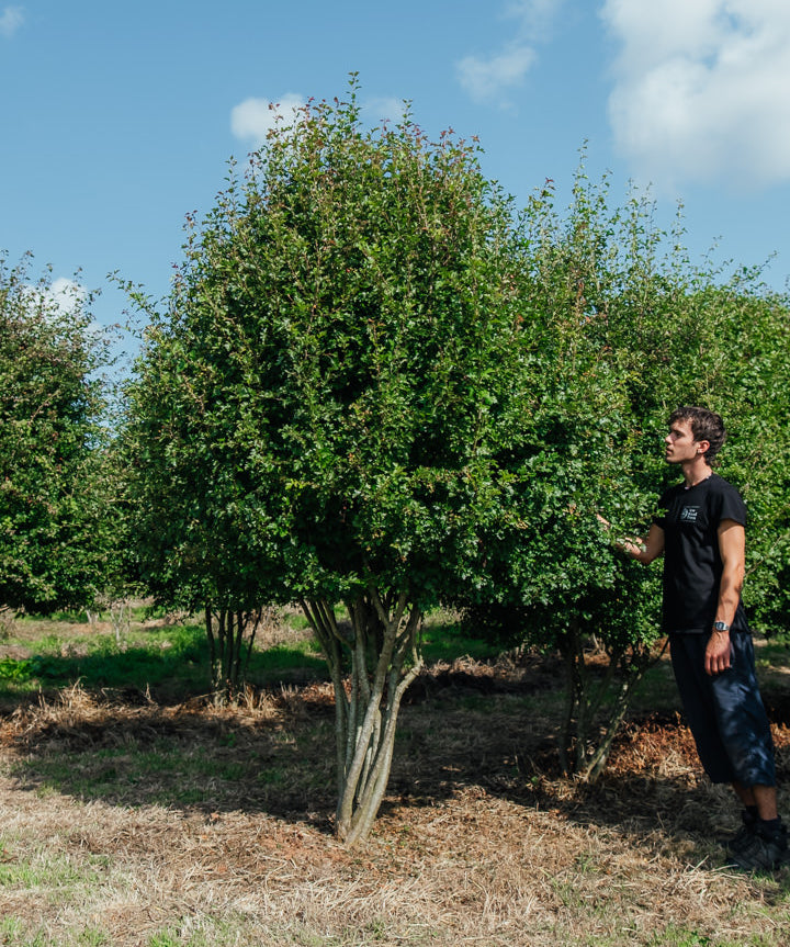 Crataegus monogyna NWT products 25 26 2