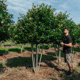 Crataegus persimilis 'Prunofolia' NWT Products 25 26 0006