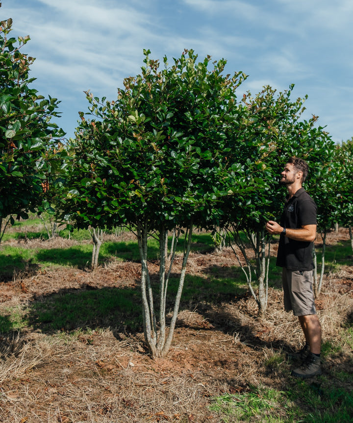 Crataegus persimilis 'Prunofolia' NWT Products 25 26 0006